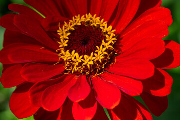 inflorescence of red zinnia with a yellow center with green leaves in nature