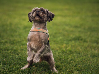 Selective focus shot of standing begging dog in the green grass