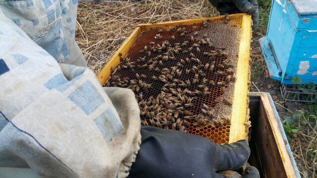 Beekeeper in protective workwear holding a honeycomb full of bees. Beekeeping concept. Beekeeper harvesting honey