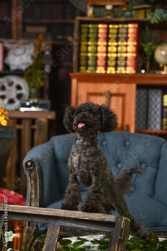 レトロ背景でおすましするトイプードル Wall Mural Wallpaper Murals 白石 エスモ