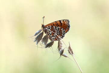 Butterfly Melitaea on a blade of grass early in the morning dries its wings from dew