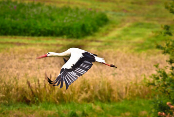 A beautiful stork with large wings is flying above fields and meadows