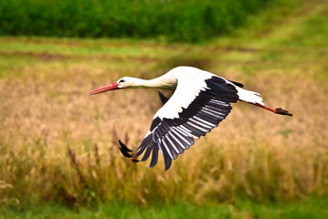 A beautiful stork with large wings is flying above fields and meadows
