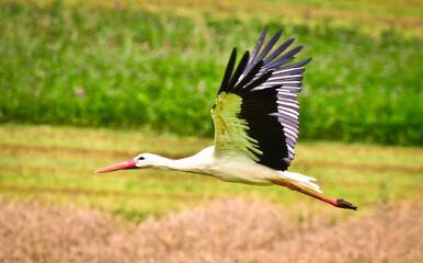 A beautiful stork with large wings is flying above fields and meadows