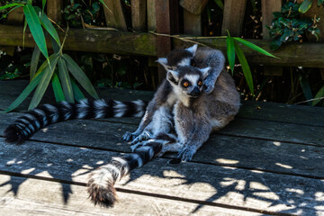 Closeup shot of two lemurs in the zoo under the sunlight © Francesco Bonino/Wirestock