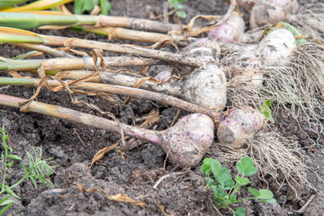 Harvesting. Fresh purple and white garlic in the garden