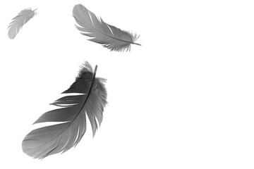 Black feather bird floating in the air. feather abstract in freedom concept, white background with copy space