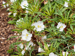 Oenothera caespitosa  ou Onagres touffues à pétales blanc crème parfumé d'un jour entourés d'un feuillage persistant long et denté autour d'un caudex ligneux