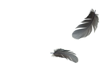 Black feather bird floating in the air. feather abstract in freedom concept, white background with copy space
