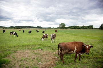 Fototapeta na wymiar cows in the pasture on a sunny summer day