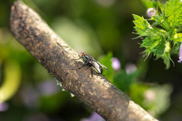 an ordinary fly sits on a branch