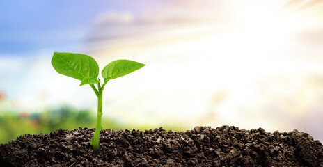 Young tree growth Has a solar rising background abstract concept