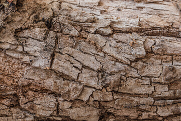 Dry brown high detail tree bark texture for background