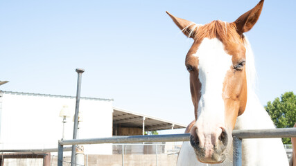 Horse outdoors with barn in background