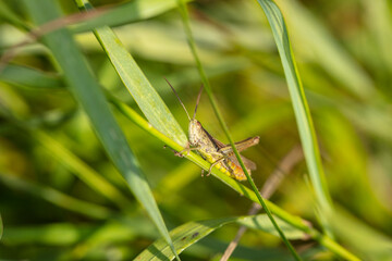 beautiful large grasshopper sits on a blade of grass