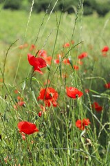 Obraz premium close-up of a spring meadow with poppies