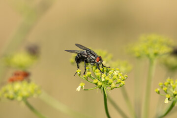 an ordinary large fly with red eyes sits on the plant