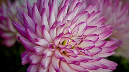 Beautiful purple and white dahlia, photographed in the garden.