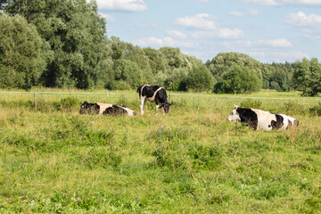 cows in the pasture on a sunny summer day