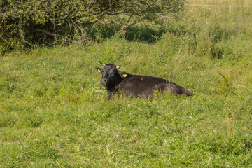 cows in the pasture on a sunny summer day