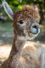 Obraz premium Beautiful South American alpacas in a free range