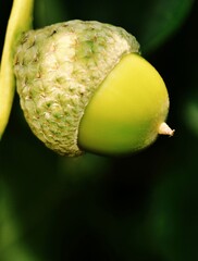 Close up of a green acorn on a oak tree © lehmannw