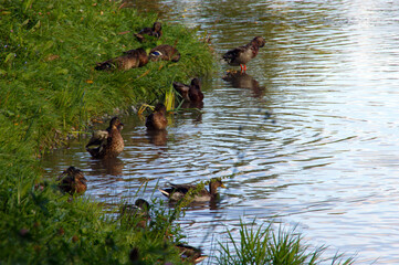 ducks on the lake