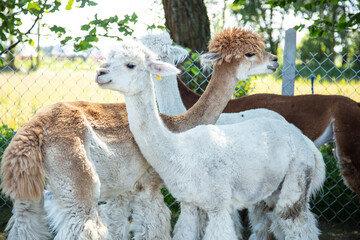 Beautiful South American alpacas in a free range
