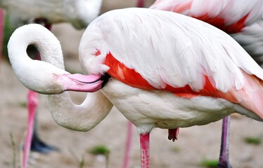 Close up of a beautiful Flamingo with pink bill