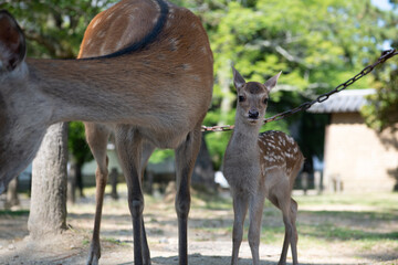 子鹿２
