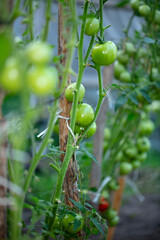 beautiful red and green tomatoes grow on the bushes in the greenhouse