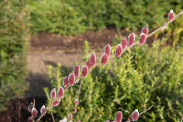 Winter Catkins of the Japanese Pink Pussy Willow Shrub (Salix gracilistyla 'Mount Aso') Growing in a Country Cottage Garden in Rural Devon, England, UK