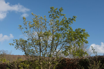 Green Foliage of the Evergreen California Bay Laurel Tree (Umbellularia californica)  in a Garden in Rural Devon, England, UK