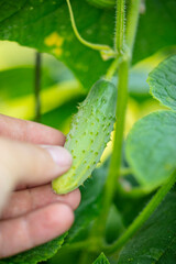 fresh green cucumbers grow on the bush