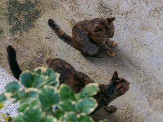 Tortoiseshell cats gathering on concrete floor