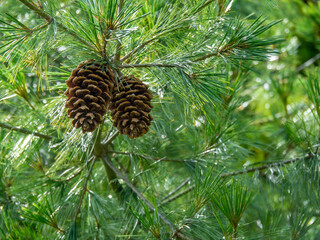 Two pine cones on a branch of a Holford pine tree, Pinus holfordiana