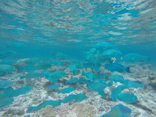 Malediven Fische 