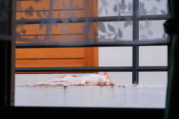 Orange and white tabby cat sleeping