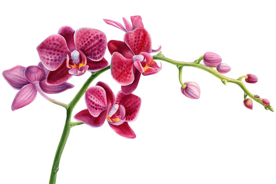 Orchid on isolated white background, watercolor illustration. Pink flowers