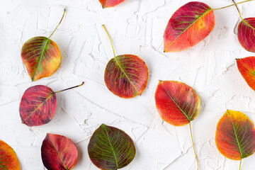 Fototapeta premium pattern made of fallen autumn leaves on white background