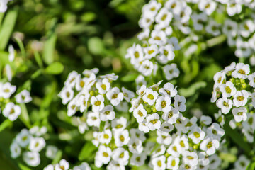 closeup of white flowers