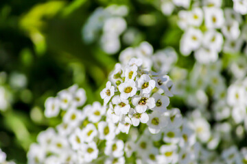 closeup of white flowers
