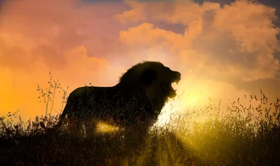 Poster Afrikanische Landschaft bei Sonnenuntergang mit Silhouette eines großen erwachsenen Löwen © ginettigino