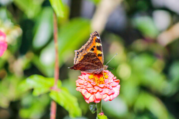 Colorful Butterfly on Pink flower