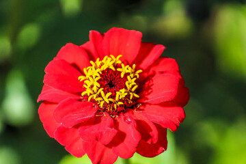Red flower and dark back ground