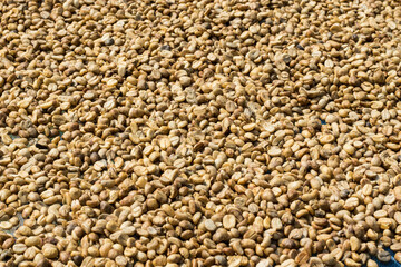 raw coffee beans background