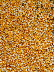 Corn seeds background
