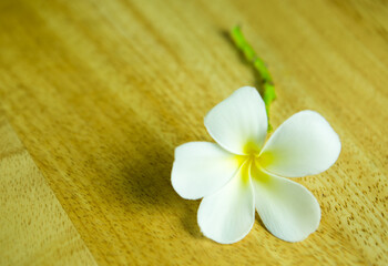 Fototapeta na wymiar Plumeria flower on the table, in studio Chiangmai Thailand