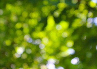 Obraz premium green summer ttee bokeh background