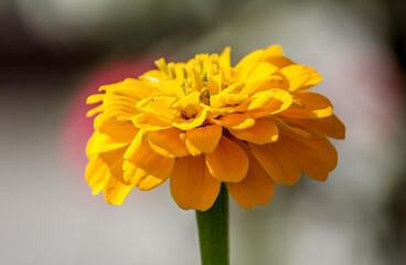 yellow merry gold flower